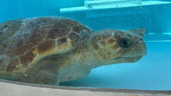 Huge loggerhead turtle hit by boat had surprise for FL rescuers