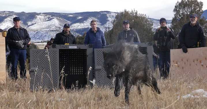 Wolves attack, kill livestock in Pitkin County