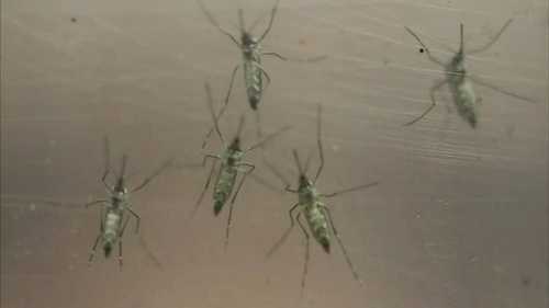 Mosquito virus: Mosquitoes with West Nile Virus found in Glenview, officials say
