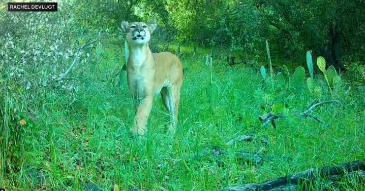 Videos capture the return of mountain lion named "Newport"