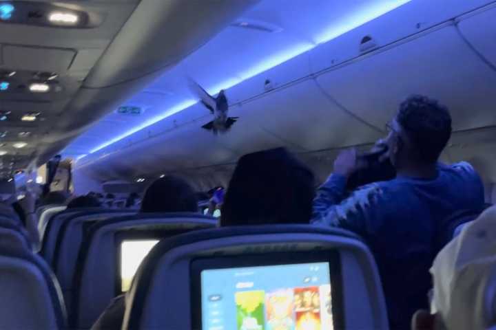 Loose Pigeons Wreak Havoc on Delta Flight in Viral Video
