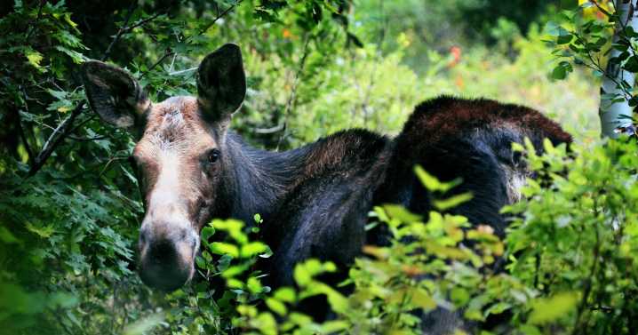 ‘Zombie moose’: As climate change shortens winters, ticks ravage New Hampshire’s moose population
