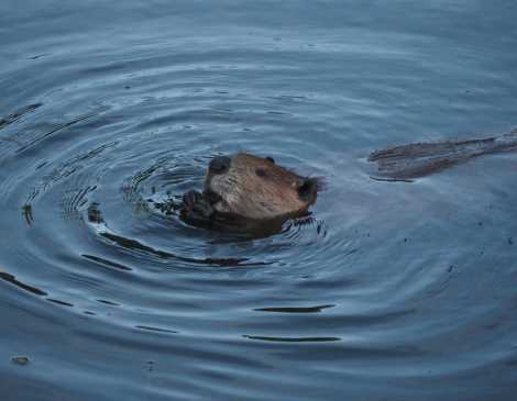 Beavers Are Gnawing Their Way Back to the Top in Ohio