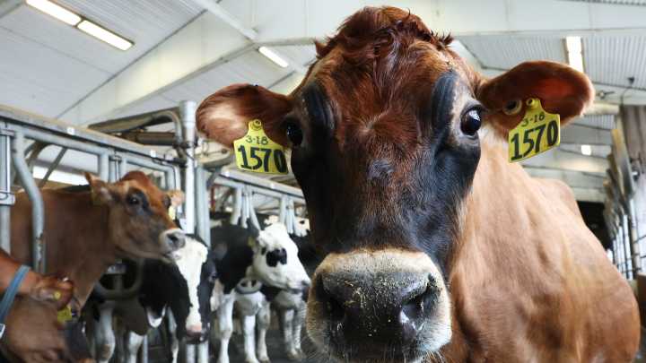 Federal workers keep America’s farms healthy. What now under Trump?