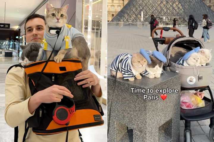 Meet the Man Who Trained His Cats to Behave on International Flights