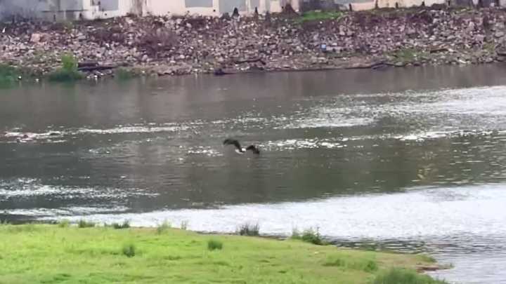News 9 Viewer Captures Soaring Bald Eagle at Lake Overholser