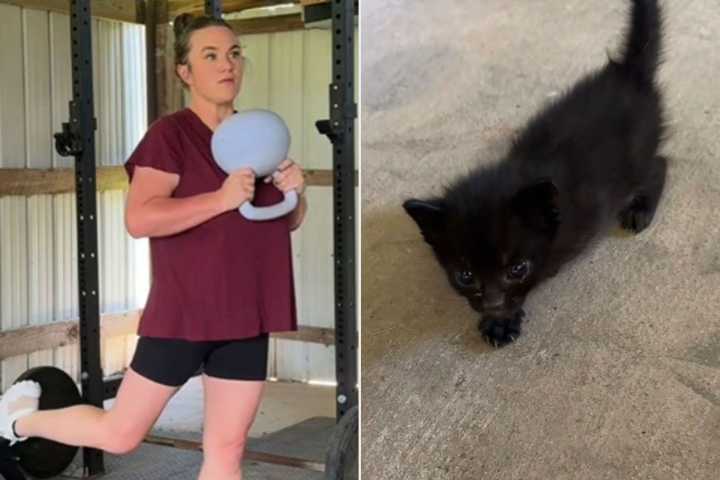Stray Cat's Kittens Found by Woman Filming TikTok Workout (Exclusive)
