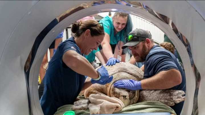A 302-pound loggerhead sea turtle hit by a boat gets an oversize CT scan, with a surprise