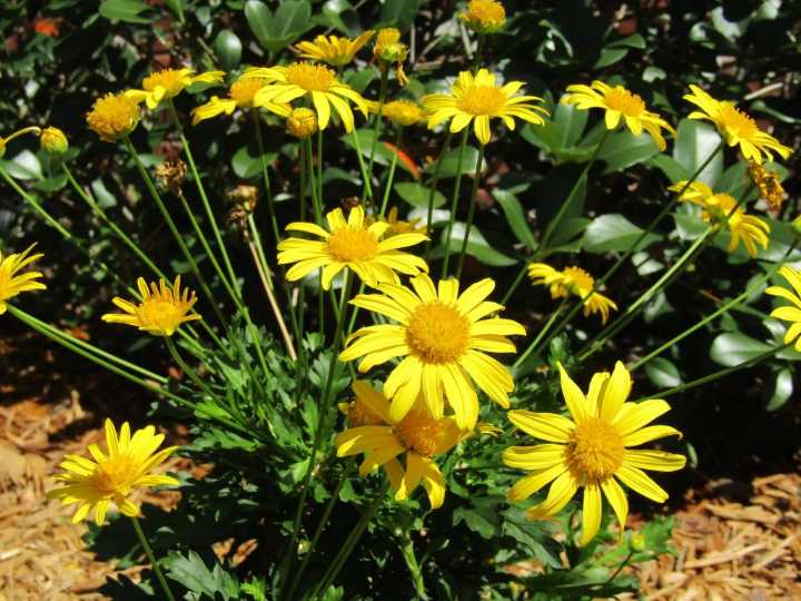 Plant Doctor: Dry, hot conditions bad for young bush daisies