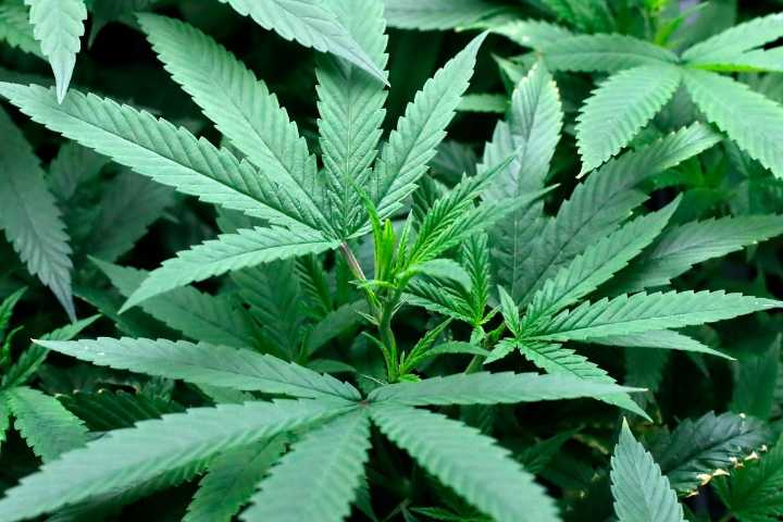 Lanzan campaña en español para informar responsablemente sobre el uso del cannabis en Illinois