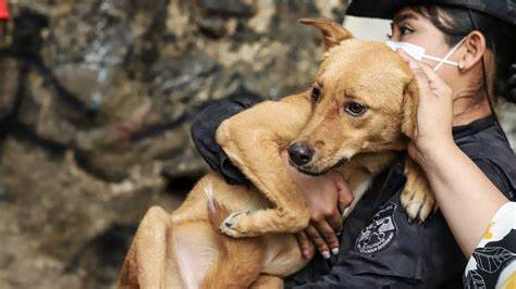 La representante Ordaz celebra la aprobación de la “Ley Pancho” para responsabilizar a los maltratadores de mascotas