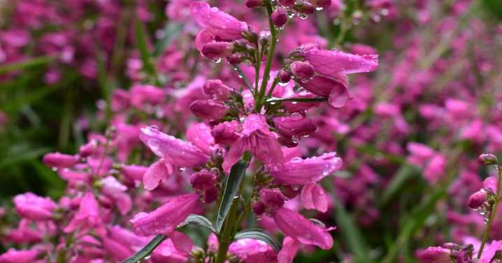 CSU releases 'Top Performing' perennials for upcoming garden season