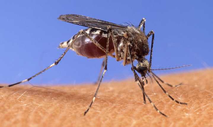 It's mosquito season; Southern Nevada Health District warns of disease risk