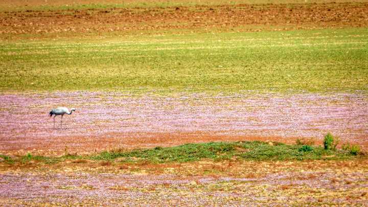 How farmers can help rescue water