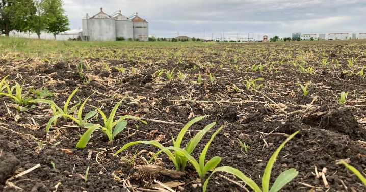 Illinois crop progress for week ending May 25