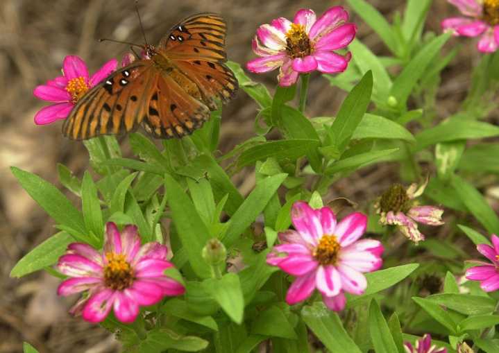 Volusia County things to do, starting May 30