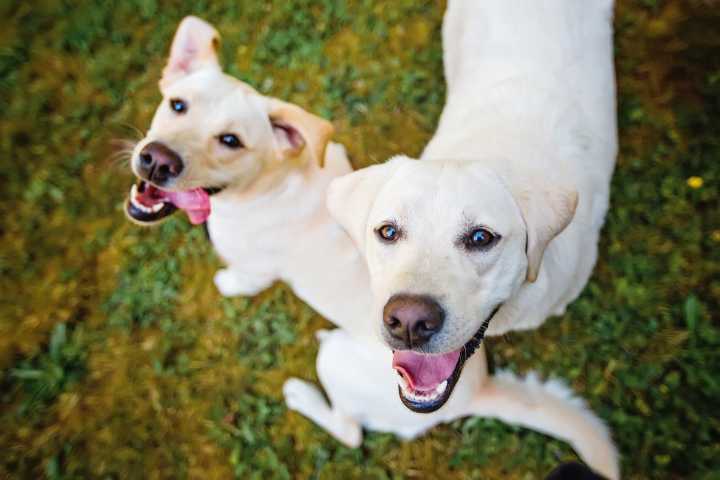 11 Funny Dog Breeds Who Love Making You Laugh