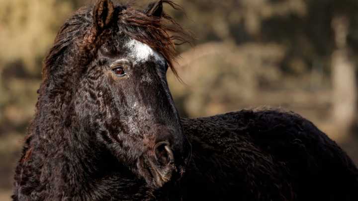Elderly Wyoming Mustangs Enjoy Life On Oregon Sanctuary They Helped Make Famous
