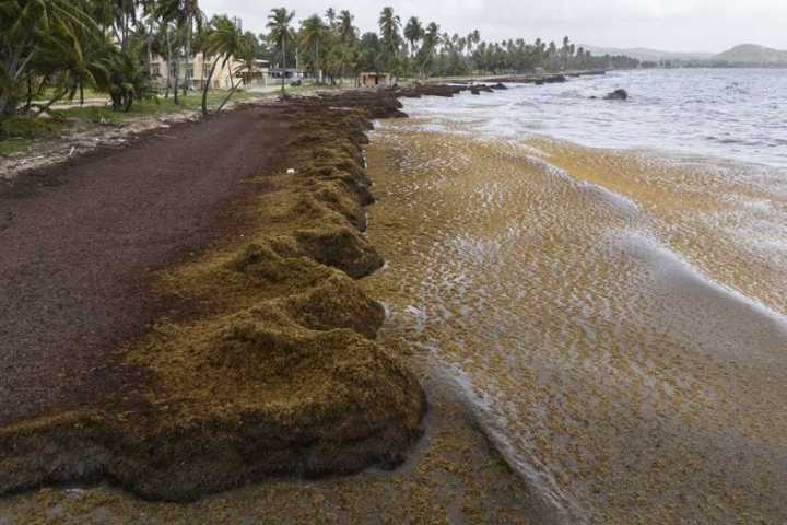 Scientists say a record amount of seaweed hit the Caribbean and nearby areas in May