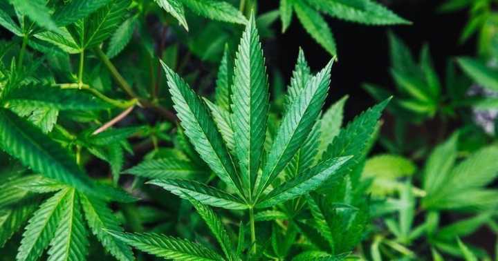 Marijuana use rises among older adults, led by women and high earners