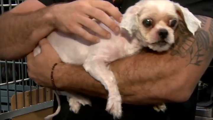 Animal rescue group that saved dog abandoned outside Fort Lauderdale fire station requests community’s help