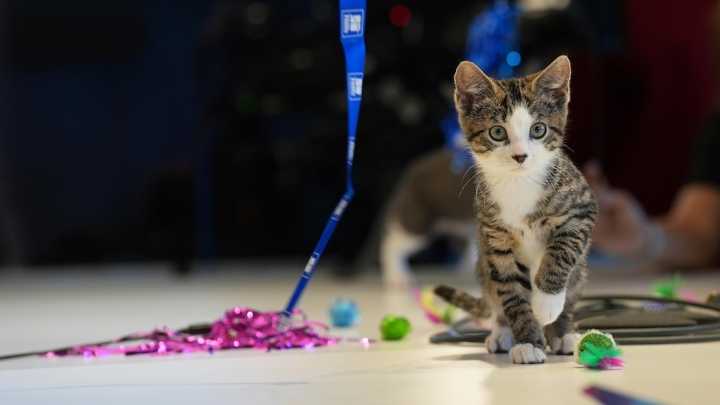 Welcome to kitten season, when animal shelters need all the help they can get