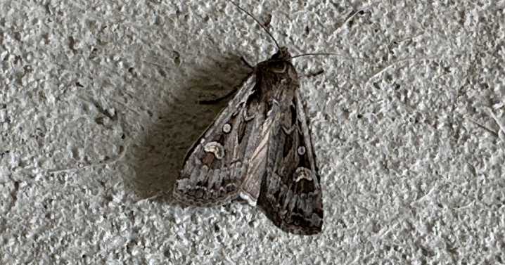 The return of the miller moths in Colorado: Why their migration is important for pollination