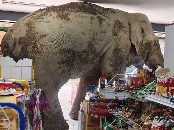 Wild elephant grabs snacks inside Thai grocery store: photos