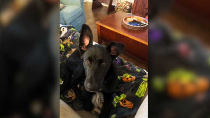 Woman Took In A 'Labrador' Only For Time To Reveal He Was Not What He Seems