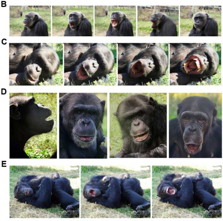 Los chimpancés se contagian de los bostezos de los androides