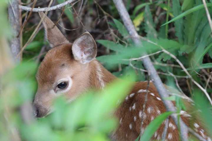 Mainers are Reminded to Leave Wildlife Babies Alone