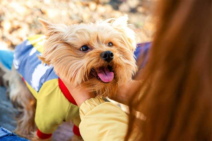 15 Lovable Tiny Dog Breeds That Fill Your Whole Heart