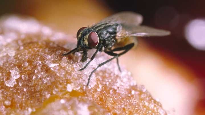 Flies plied with cocaine in effort to halt crippling illness suffered by 48.5m in US