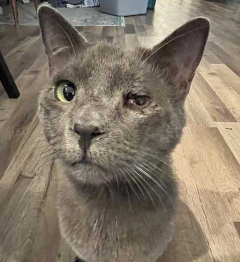 A sad ending for a Lee County cat and his owner may bring about happy outcomes for missing and stray pets