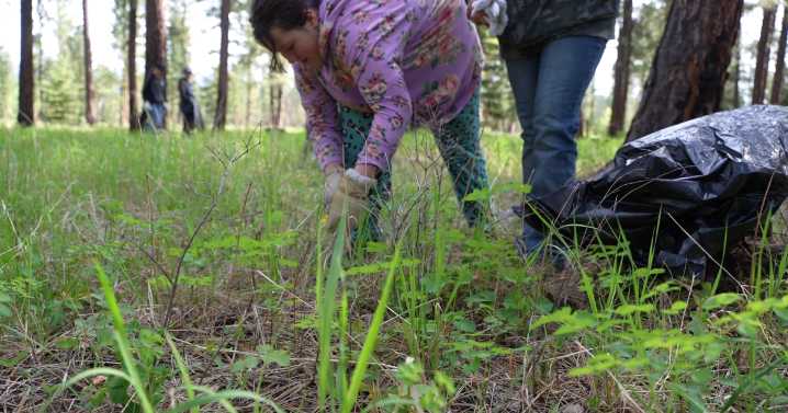 Lincoln students pitch in by pulling noxious weeds