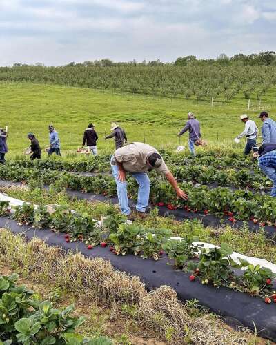 Weather, disease challenge Illinois’ strawberry growers
