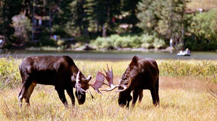 Moose safety tips to remember while outdoors this summer