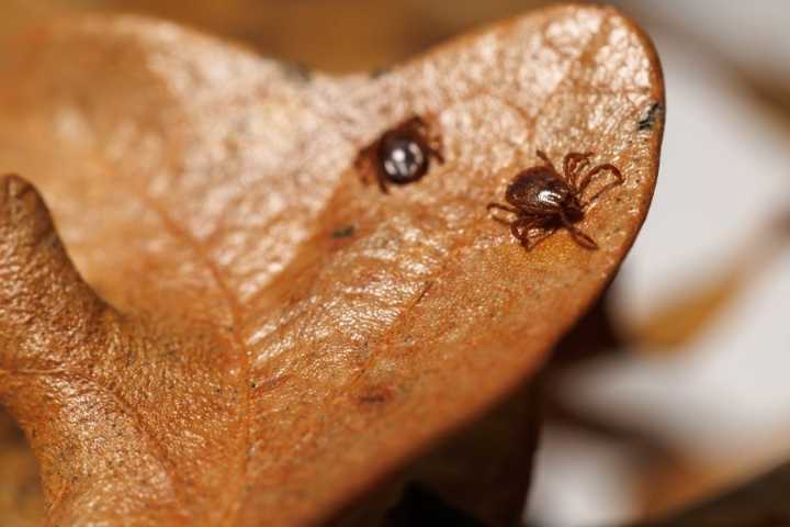 OSU researching Asian Longhorned Tick that can be deadly for cattle