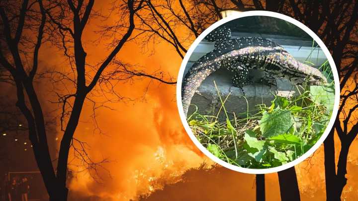 Pet Lizard Miraculously Alive a Month After Devastating Gloversville Fire