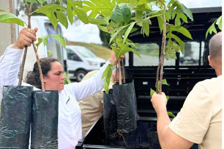 Impulsan la siembra de panapén con 33 agricultores clave