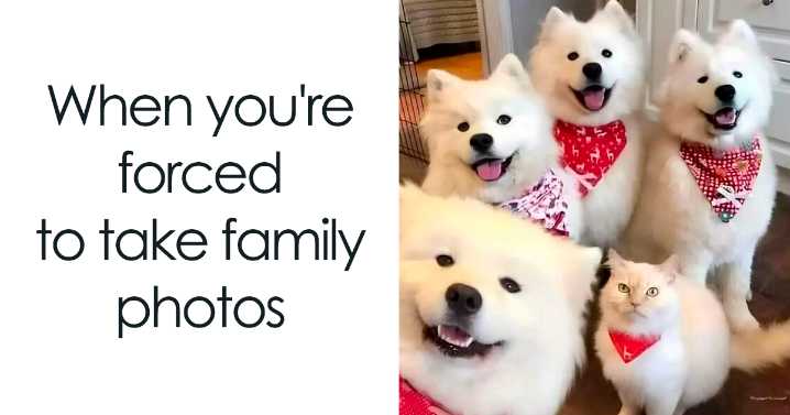 There Is Never Too Many Cat Memes So Here Are 74 Of Them