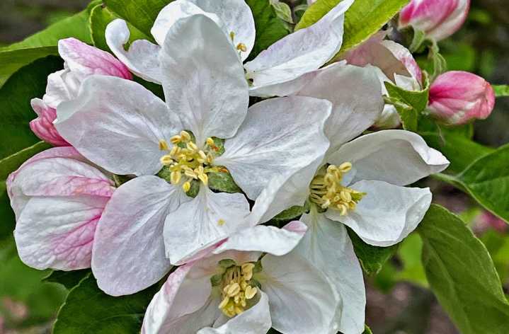 Travels with Charlie: Special Wild Apple Tree