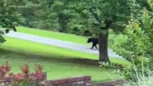 Video shows black bear walking through Alabama neighborhood