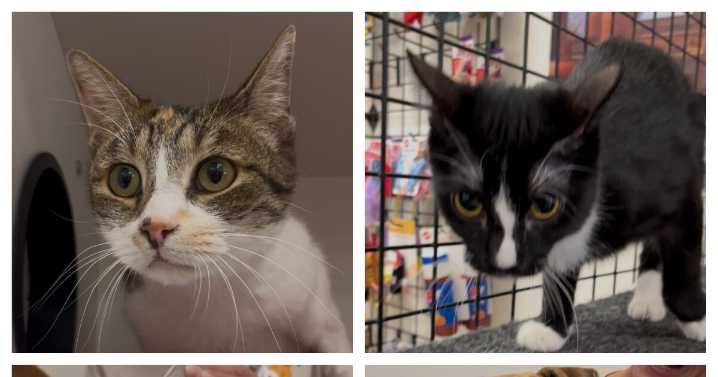 Find your next pet in Marana with the dogs and cats on Jersey's Journeys
