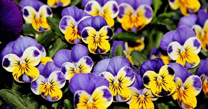 Pansies will ‘bloom big well beyond spring’ if you follow 3 essential yet simple tasks