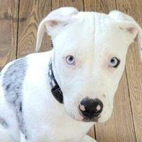A New Orleans police officer who fatally shot a puppy is facing a jury trial