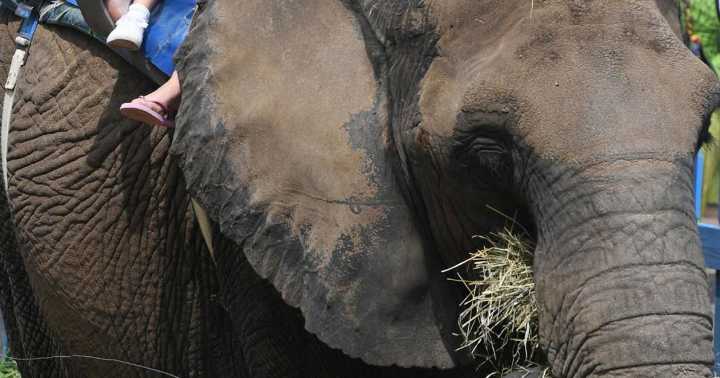 Elephant permit denied for the Colorado Renaissance Festival