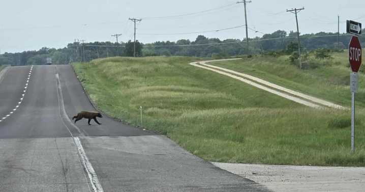 Black bear sighting in Callaway County