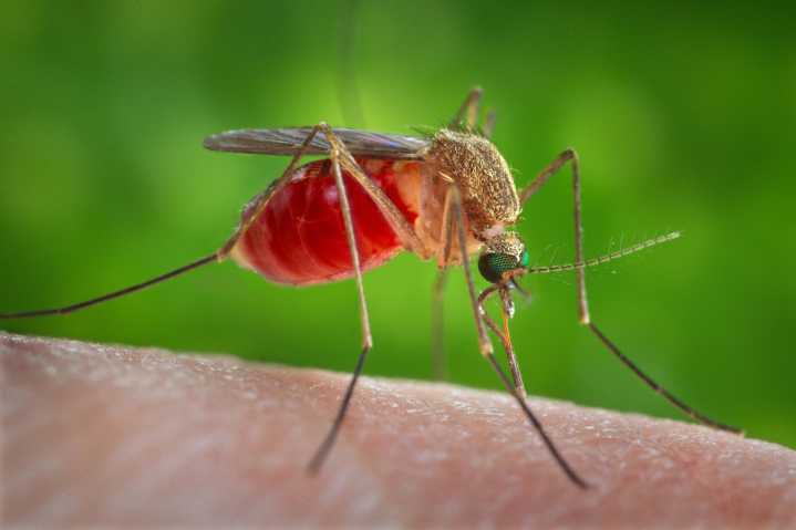 Fungus modified with spider, scorpion venom may be key to stopping disease