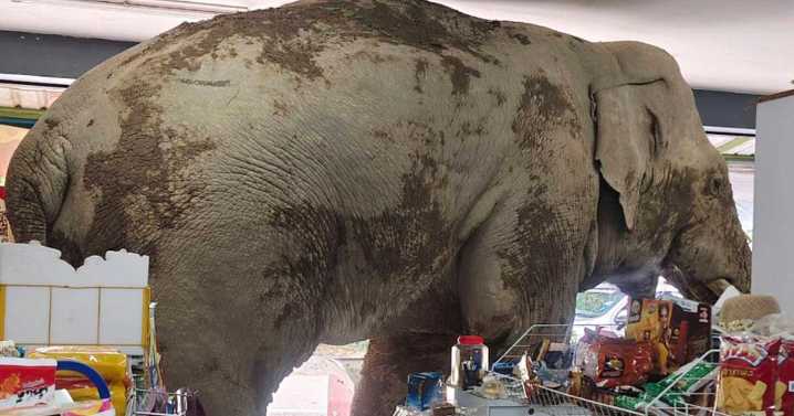 A hungry wild elephant raids a grocery store in Thailand for snacks |